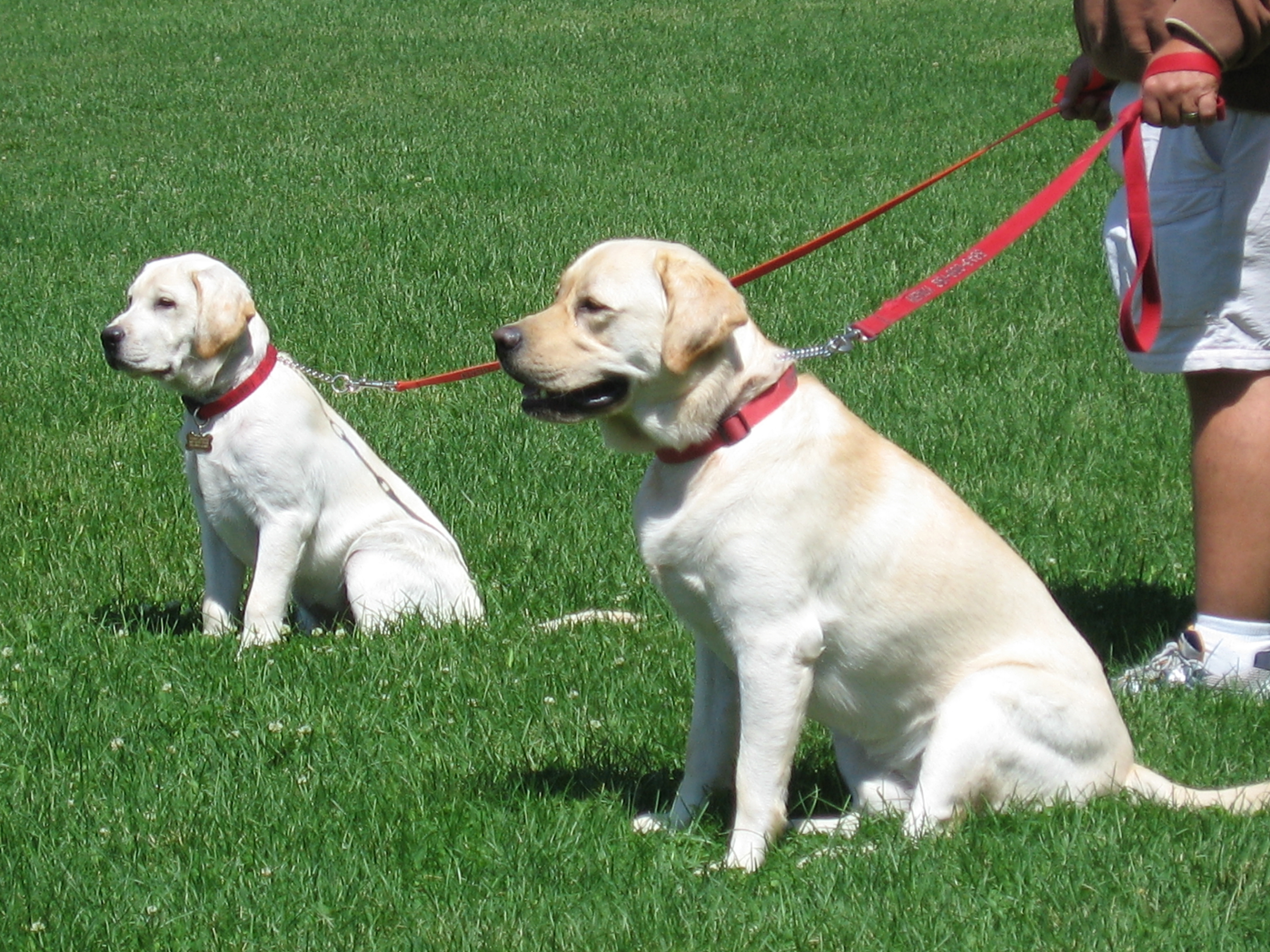 Pups Pups