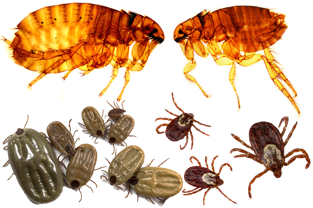 FLEA AND TICK FLEA AND TICK