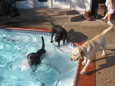 dogs in pool