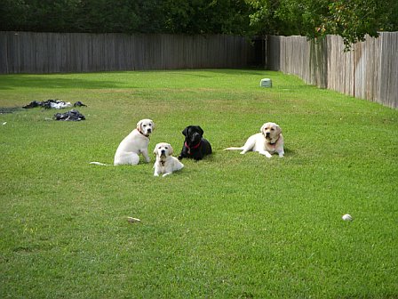 Group of dogs in yard