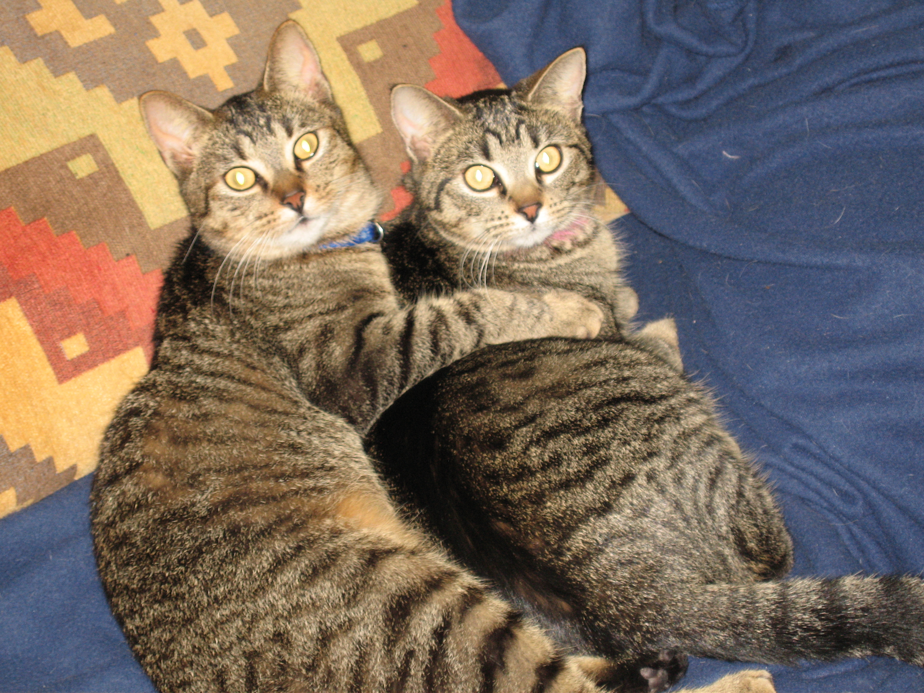 Cats