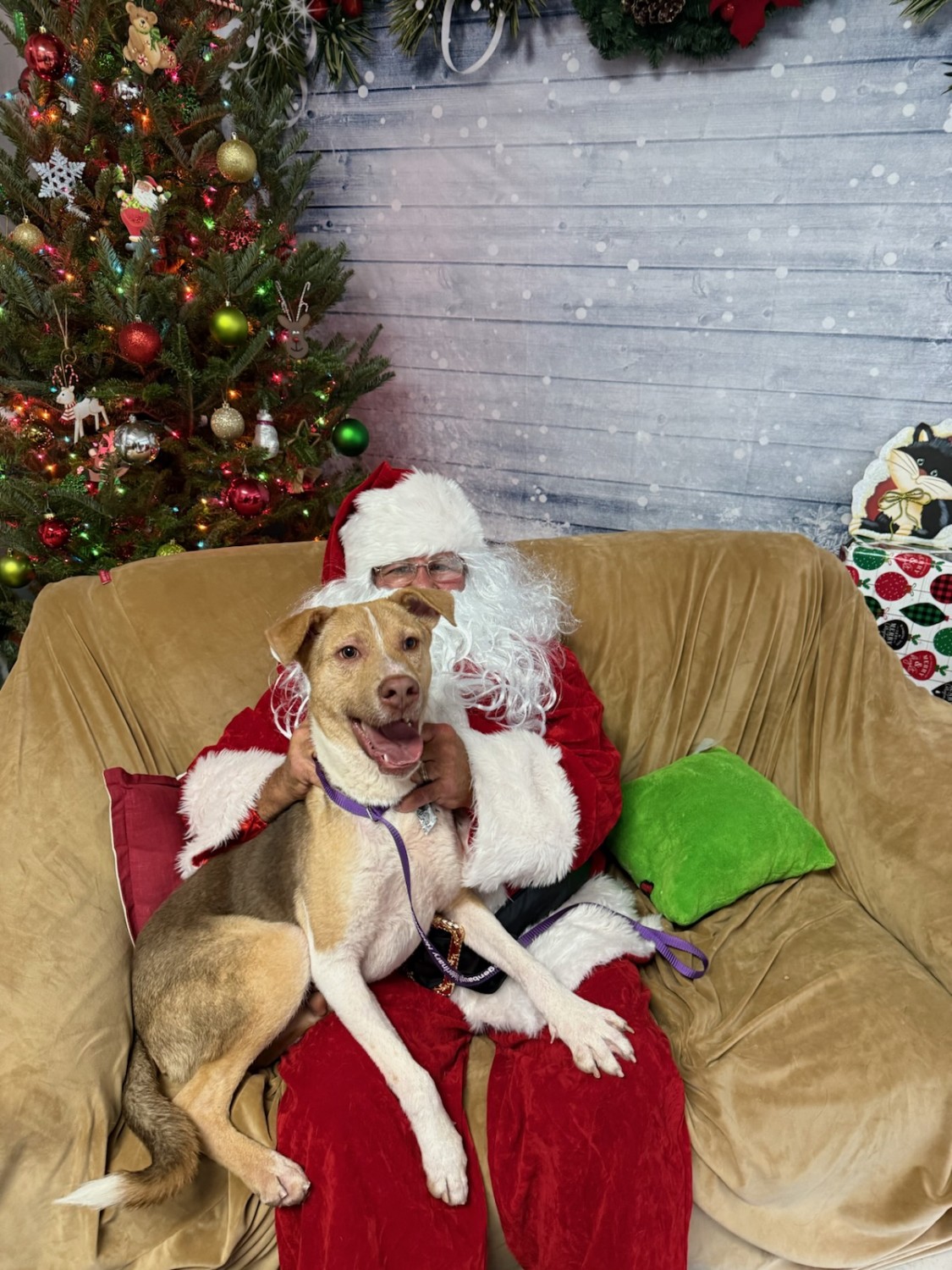 Santa