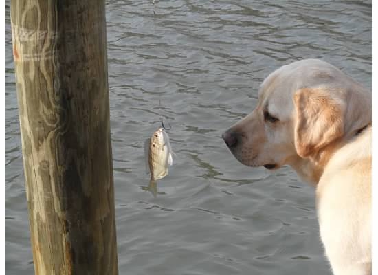 Longenbaugh Veterinary Hospital a vet clinic in Cypress 77095 Henry and his first fish