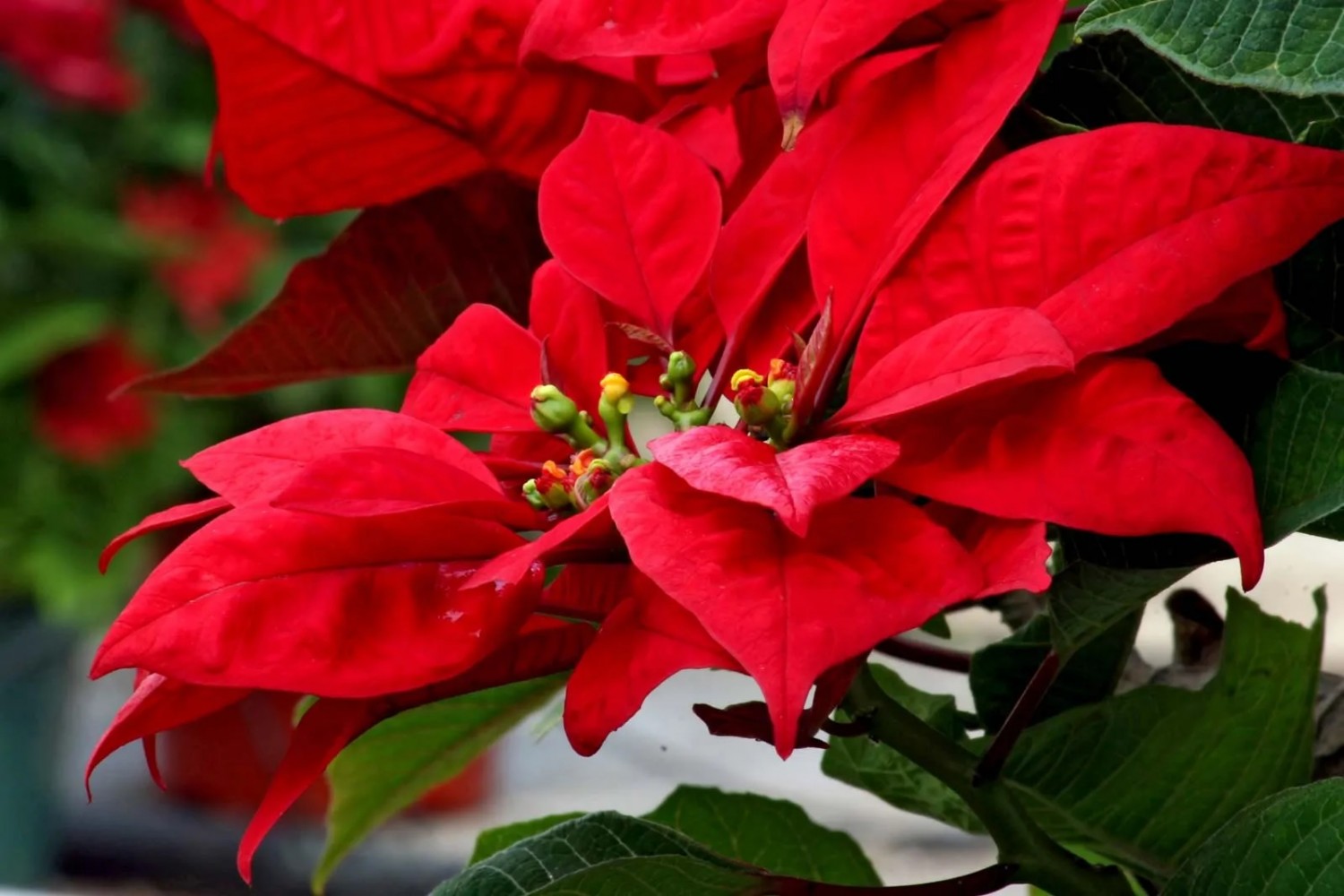 Poinsettia