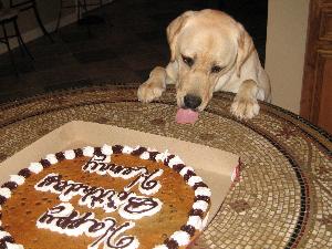 Longenbaugh Veterinarian | Animal Hospital NW Houston - Henry's First Birthday!