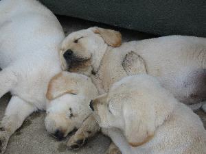 puppies puppies