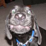 brown dog brown dog
