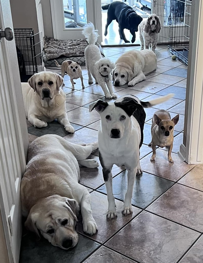 Pups